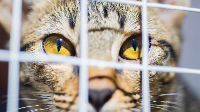 κίνα-πουλούσαν-κρέας-γάτας-για-χοιριν-562691983