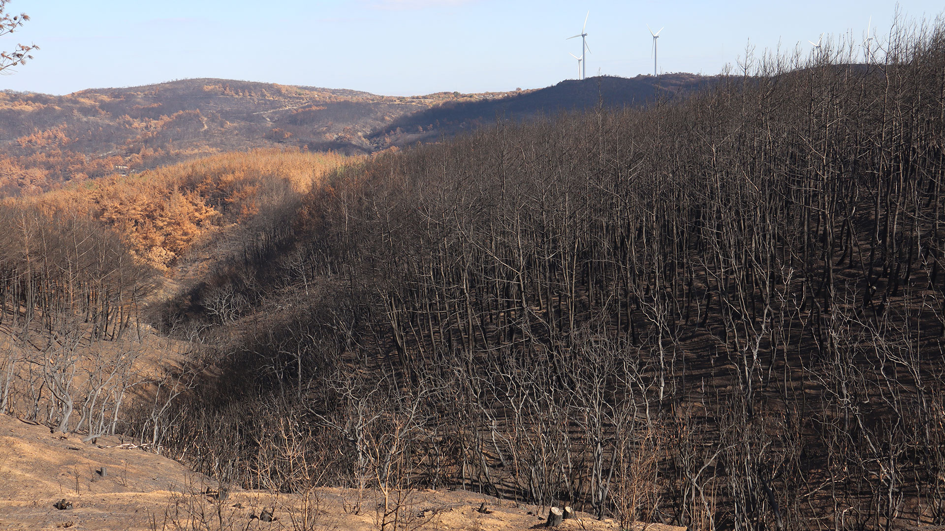 Μετά τη φωτιά-1