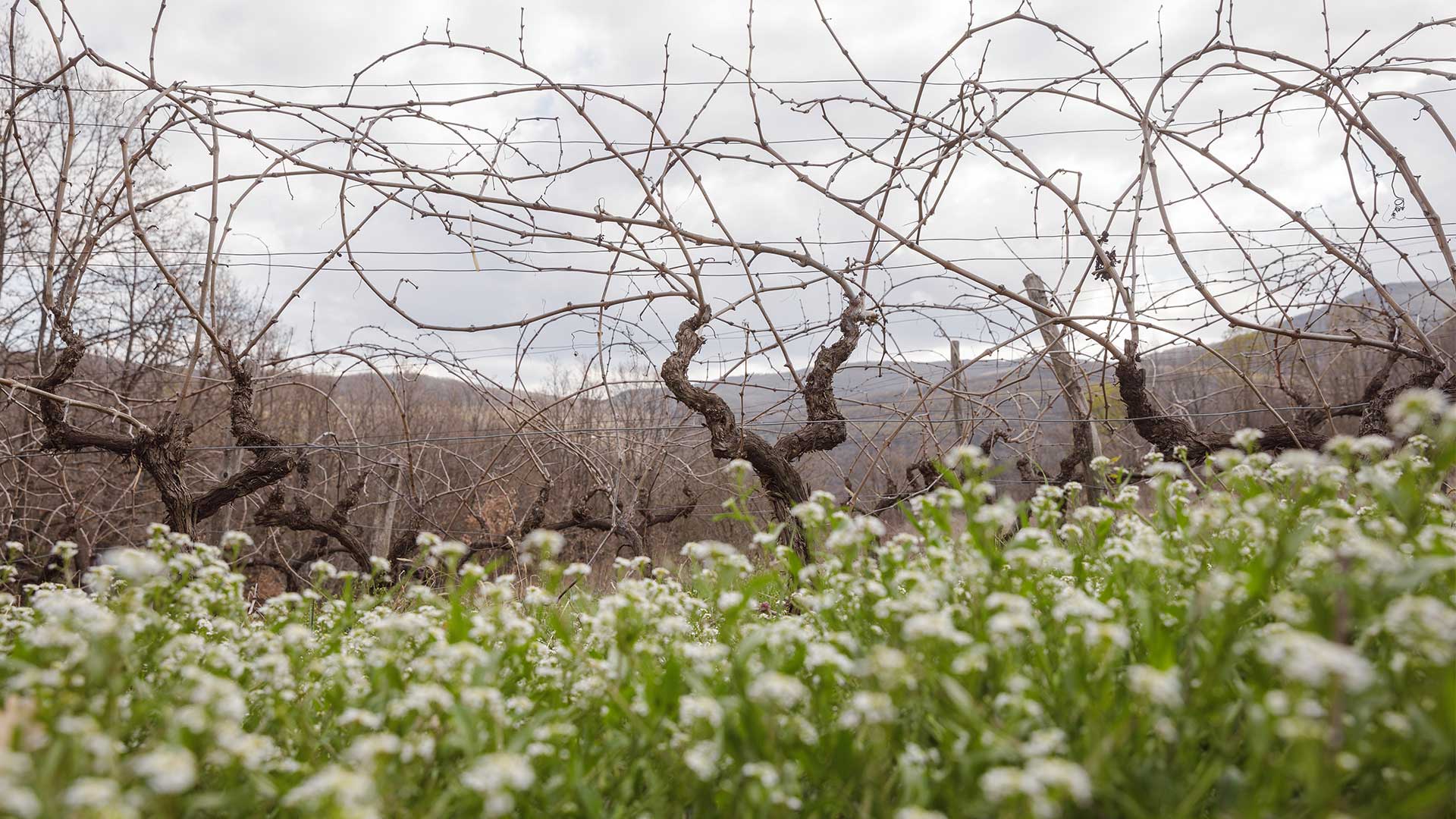 «Εχουμε πολλά να ανακαλύψουμε για το Ξινόμαυρο»-1