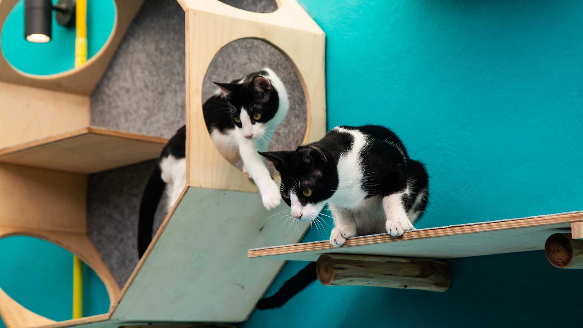 Ναταλί και Δημήτρης: Άφησαν τις δουλειές τους και ανοίγουν το πρώτο cat cafe στην Αθήνα-1