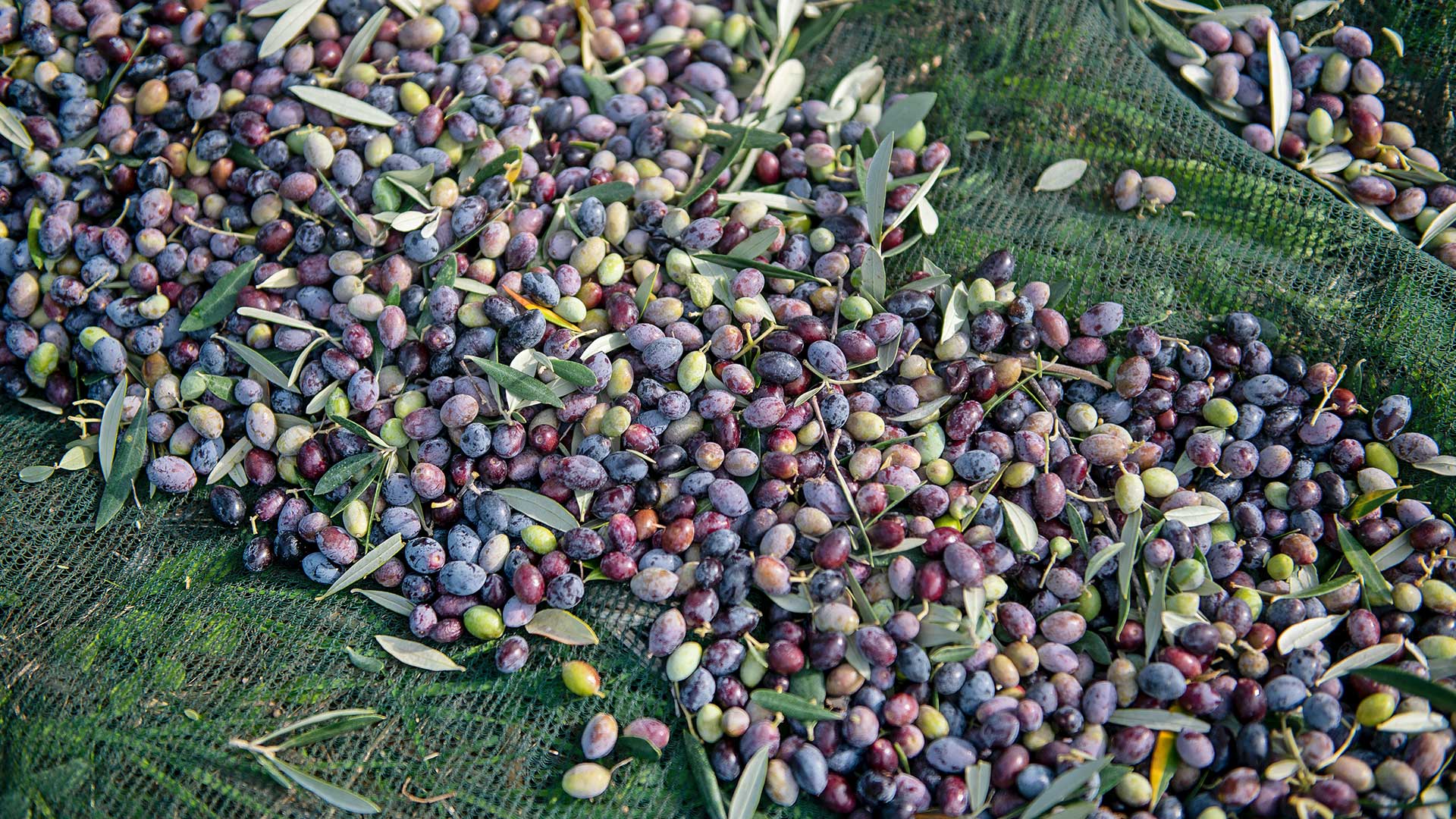 Ελιά: Γνωρίζοντας τον «χρυσό» της μεσσηνιακής γης-2