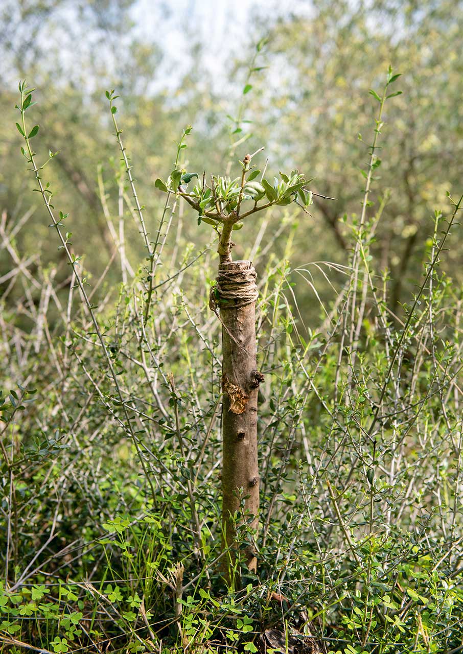 Ελιά: Γνωρίζοντας τον «χρυσό» της μεσσηνιακής γης-7