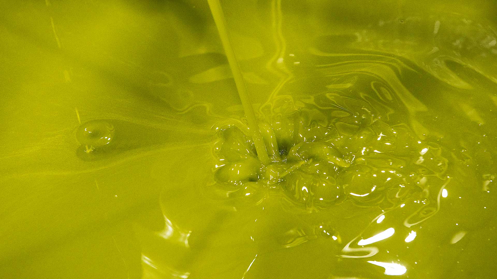 Ελιά: Γνωρίζοντας τον «χρυσό» της μεσσηνιακής γης-5