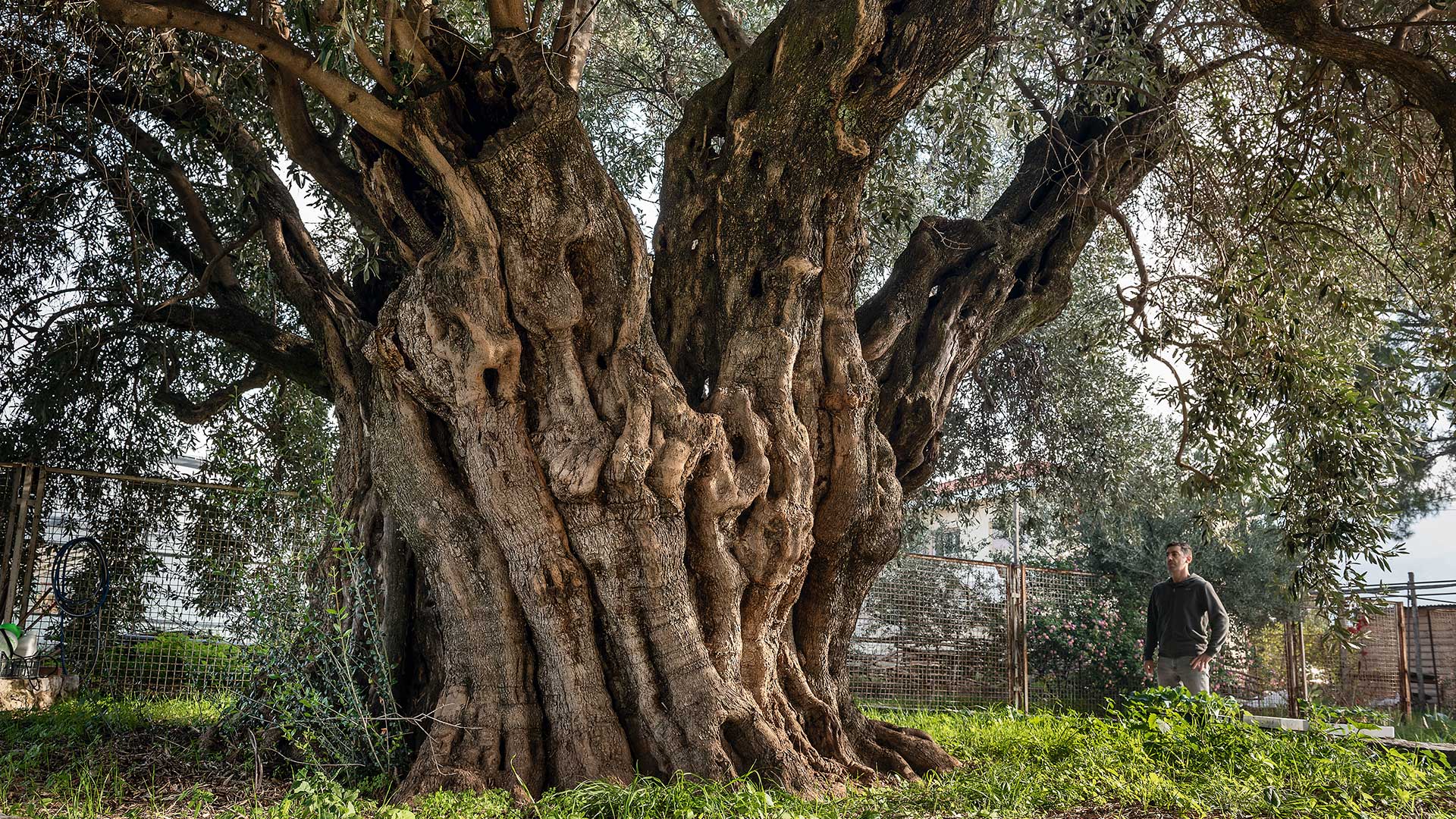 Ελιά: Γνωρίζοντας τον «χρυσό» της μεσσηνιακής γης-6