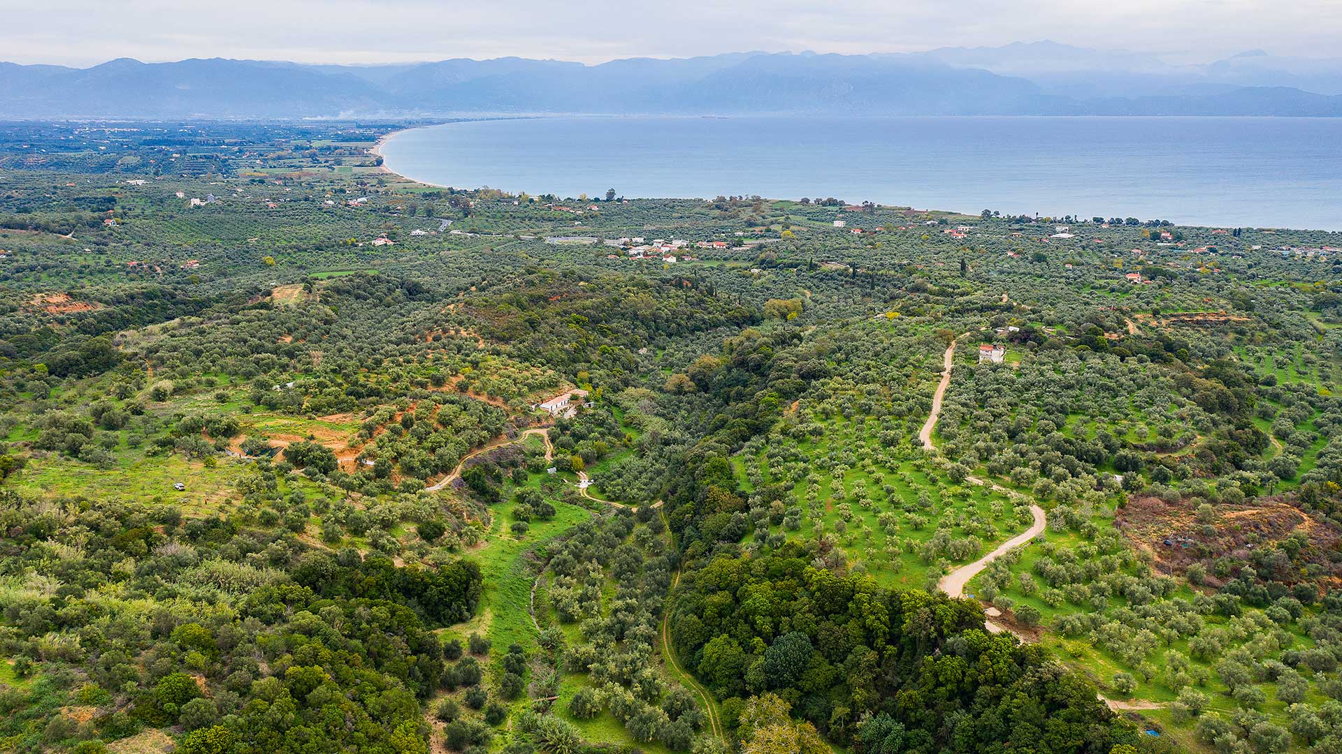 Ελιά: Γνωρίζοντας τον «χρυσό» της μεσσηνιακής γης-1