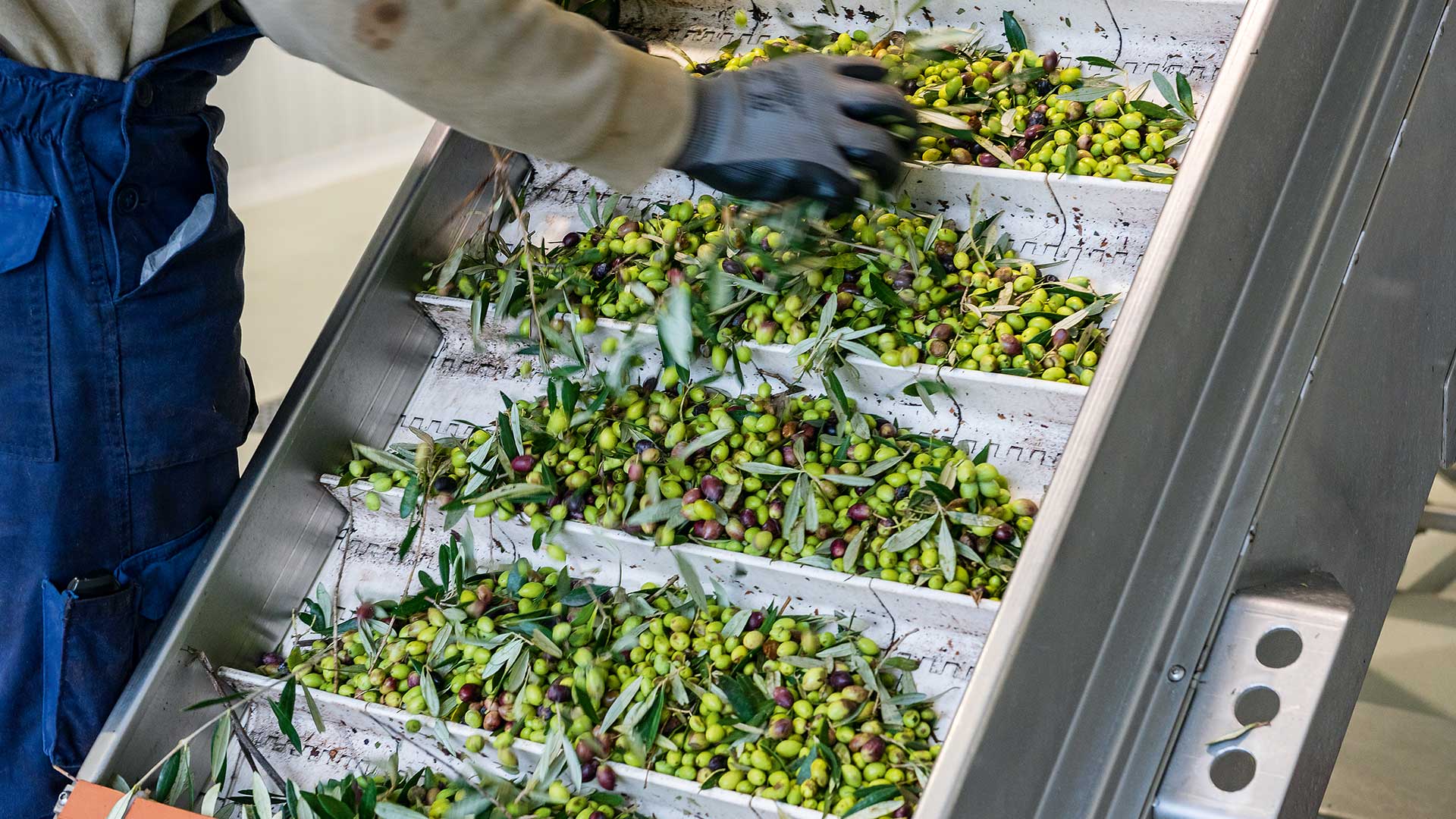 Ελιά: Γνωρίζοντας τον «χρυσό» της μεσσηνιακής γης-3