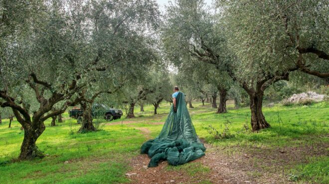 ελιά-γνωρίζοντας-τον-χρυσό-της-μεσσ-562654840