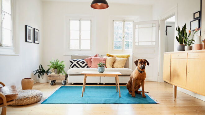 να-παρακολουθώ-τον-σκύλο-μου-με-wi-fi-κάμερ-562669954