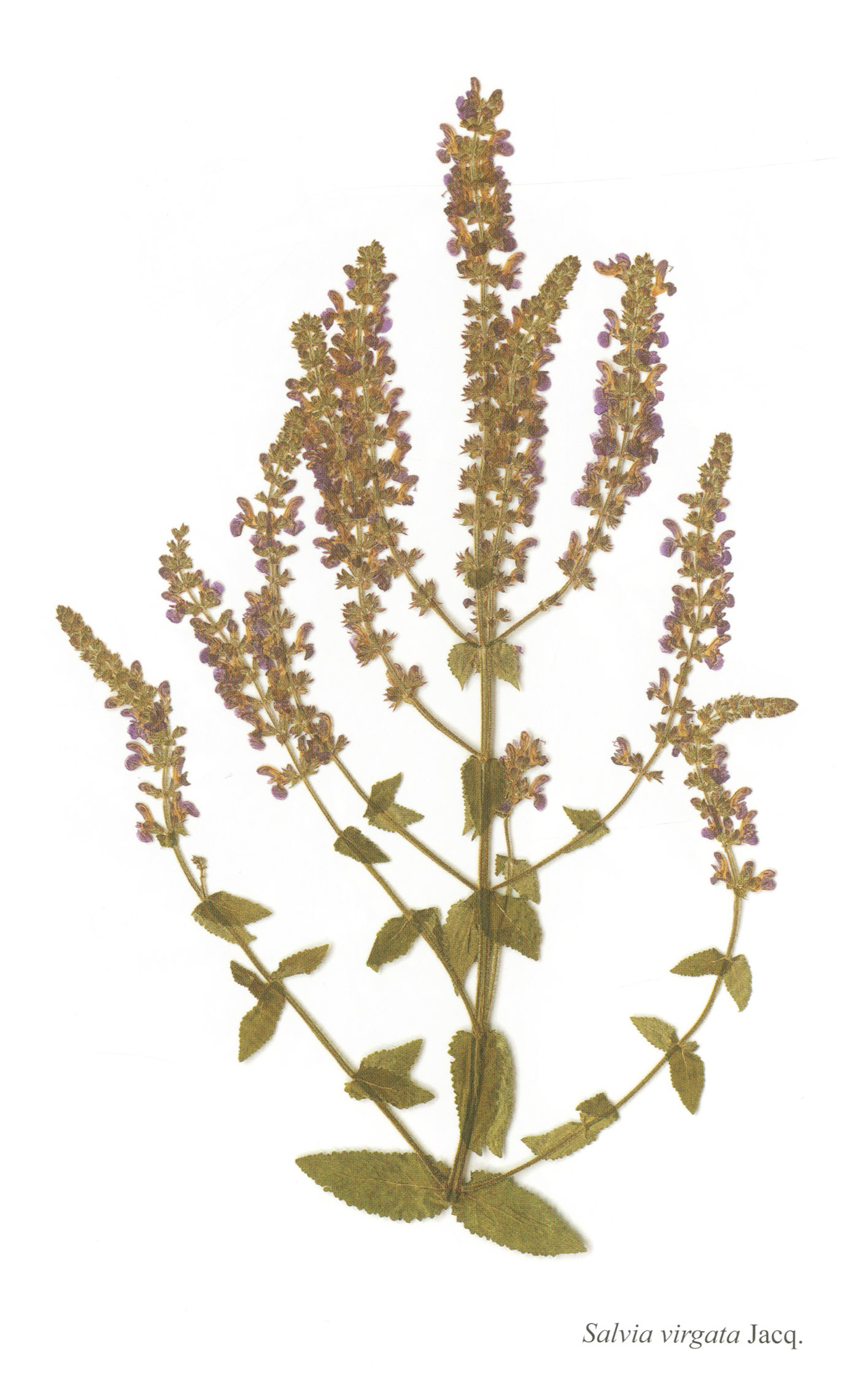 Η θαυμαστή χλωρίδα του Αγίου Όρους-6