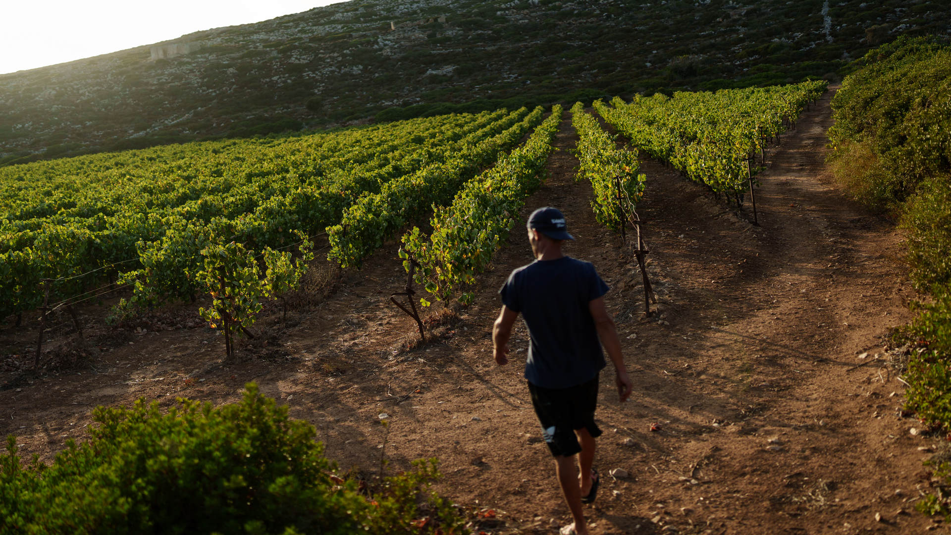 Πώς ένας παλιός αλευρόμυλος της Καρπάθου έγινε ένα σύγχρονο οινοποιείο-1