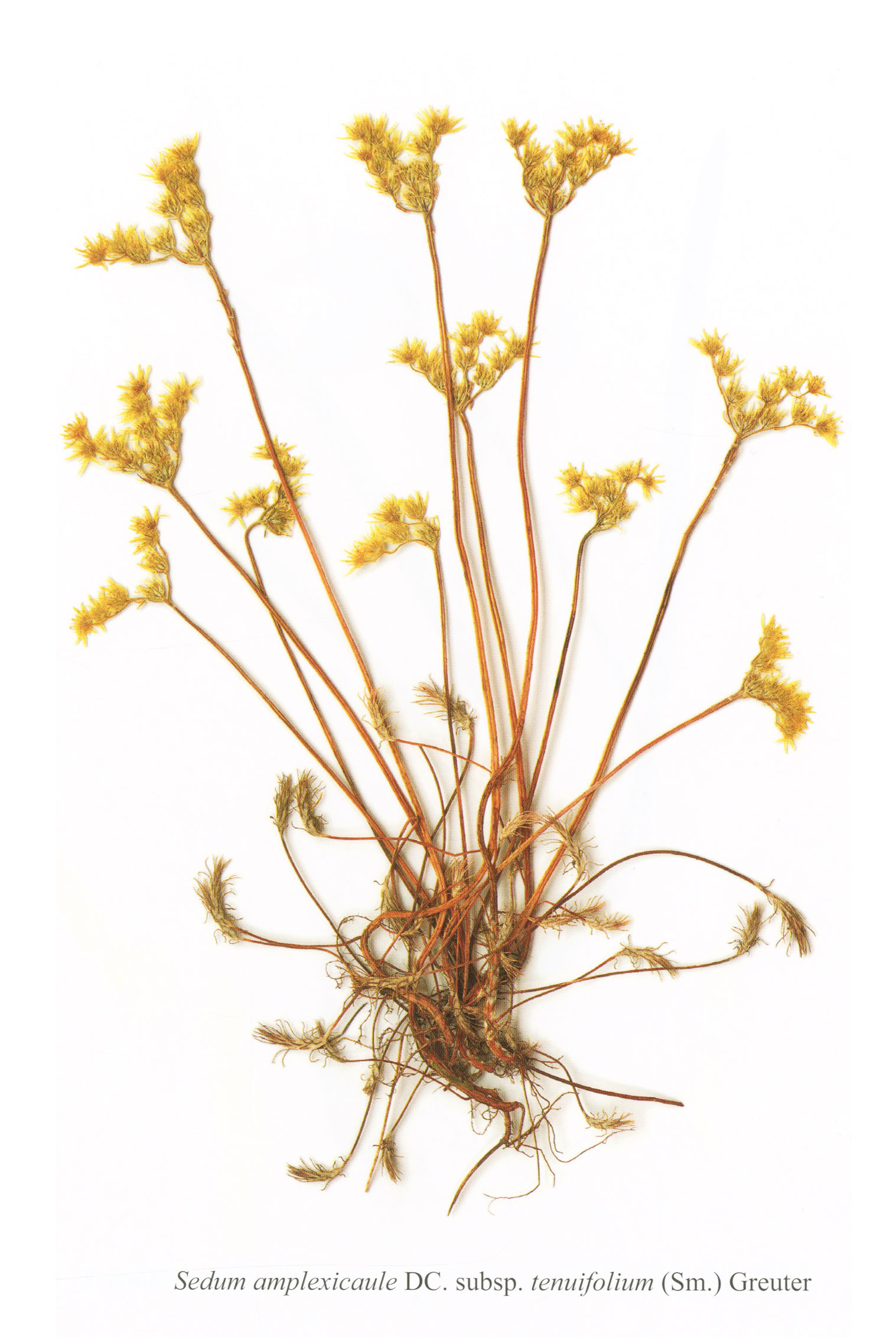 Η θαυμαστή χλωρίδα του Αγίου Όρους-7