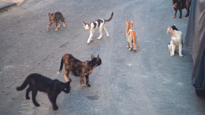 για-να-είσαι-φιλόζωος-δεν-χρειάζεται-ν-562683925