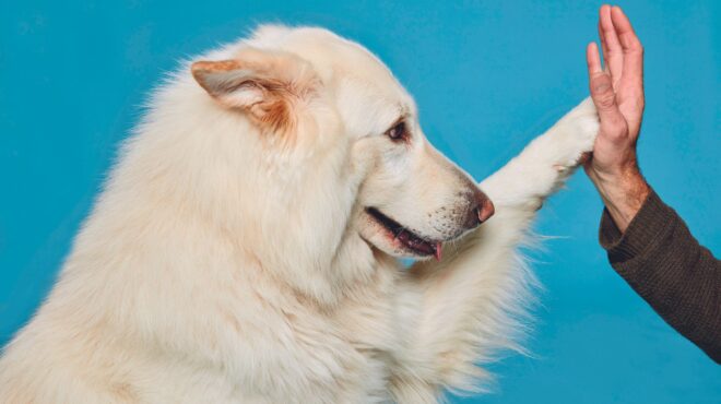 ένας-σκύλος-κάνει-πέρα-την-κρίση-της-μέ-562697899