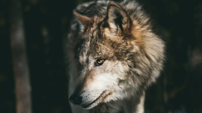 επανομή-επιθέσεις-λύκων-σε-σκύλους-αν-562681828