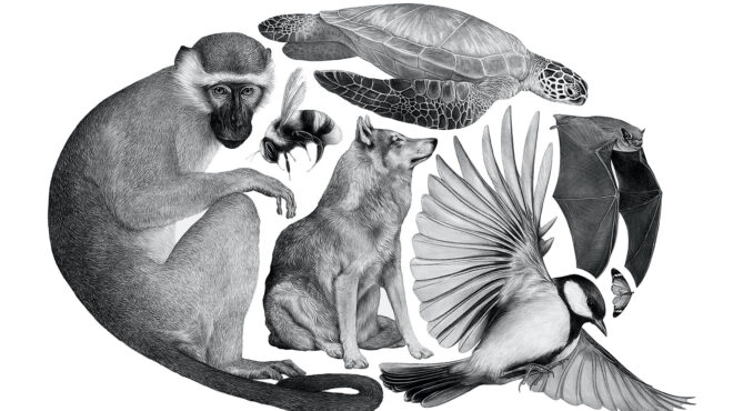 μιλούν-τα-ζώα-μεταξύ-τους-562652680