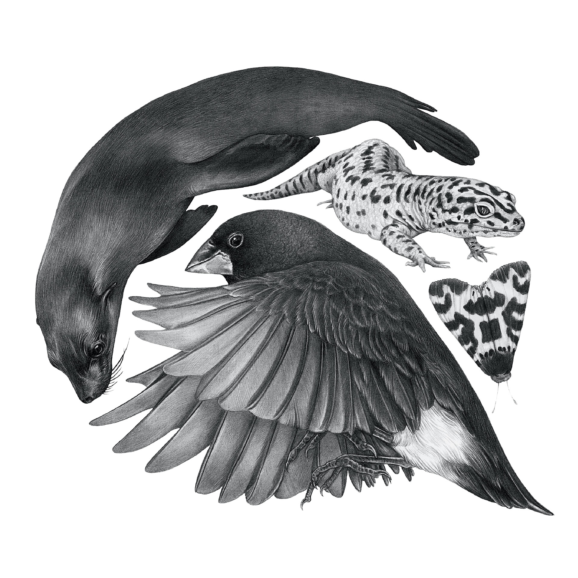 Μιλούν τα ζώα μεταξύ τους;-2