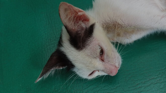 κατακραυγή-για-την-εγκατάλειψη-140-γάτων-562661677