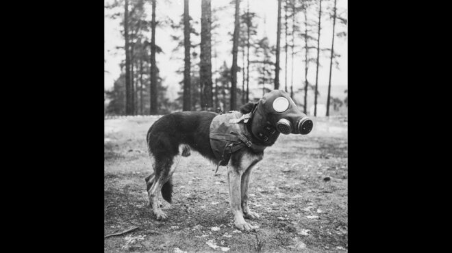 θαρραλέα-ζώα-στα-χαρακώματα-562693837