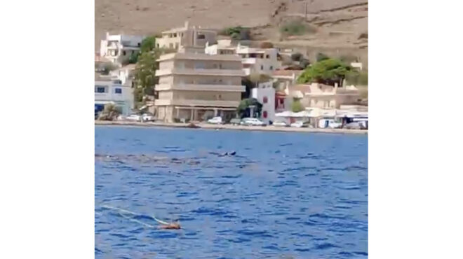 γέμισε-δέντρα-η-θάλασσα-σε-τζια-και-ε-562659163