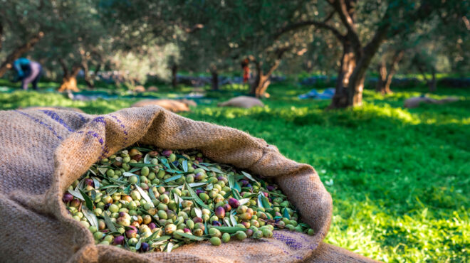 βραδινές-περιπολίες-στους-ελαιώνες-κ-562688485