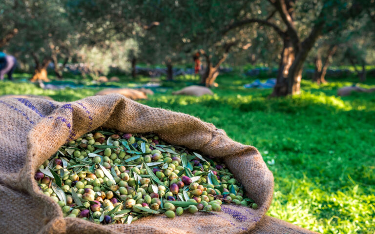 Βραδινές περιπολίες στους ελαιώνες και σεκιούριτι στα ελαιοτριβεία