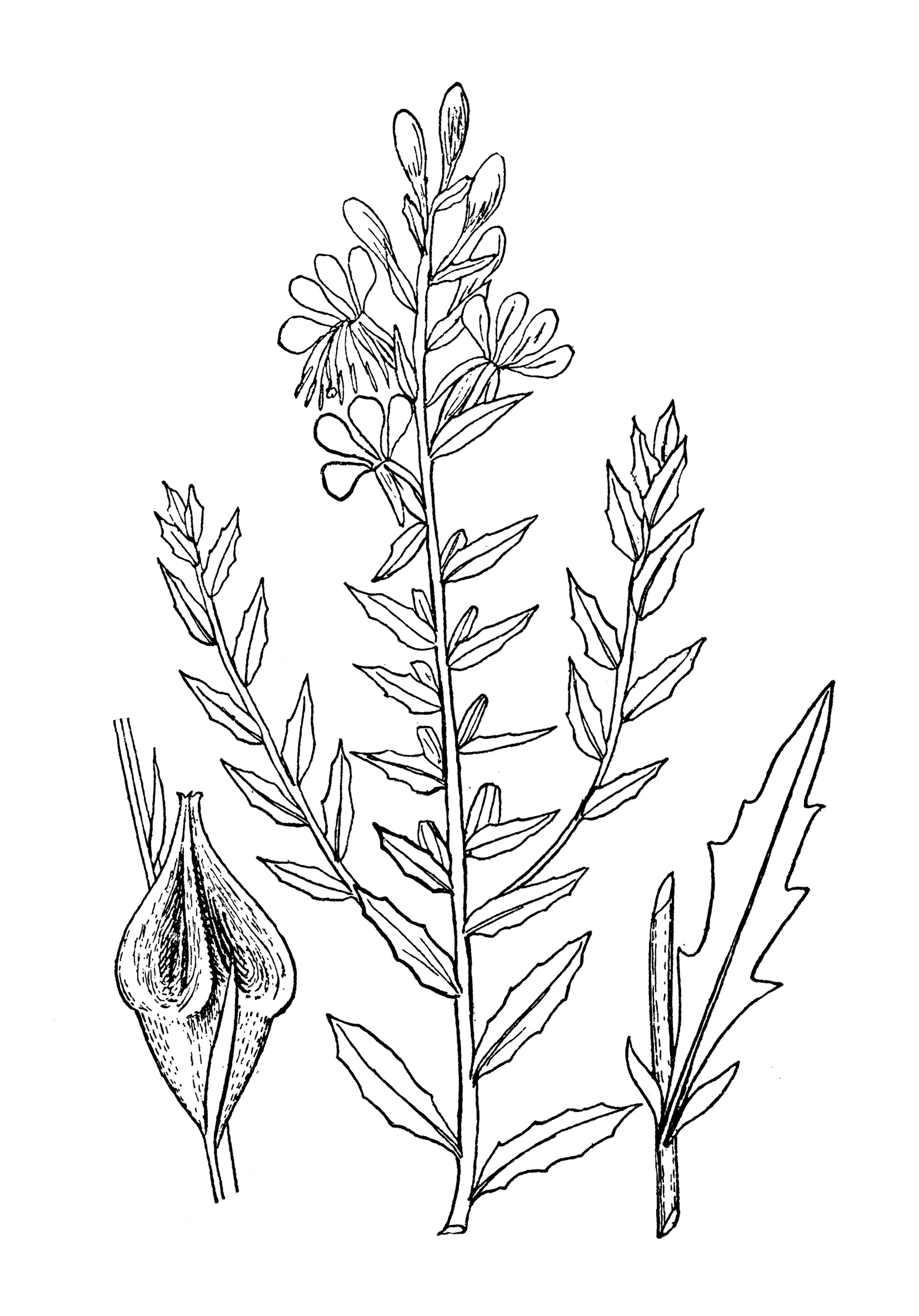 Γκάουρα: το όμορφο αγριολούλουδο που ηχεί σαν… βρισιά-1