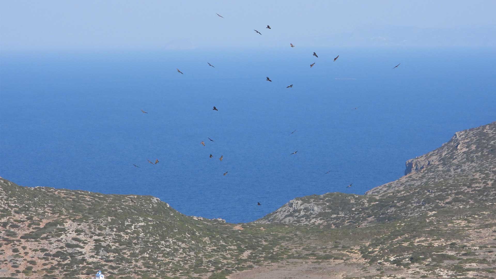 Σφηκιάρηδες και Τσίφτηδες έκαναν «πάρτι» στα Αντικύθηρα-1