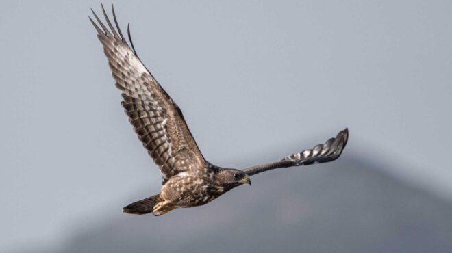 σφηκιάρηδες-και-τσίφτηδες-έκαναν-πά-562692073