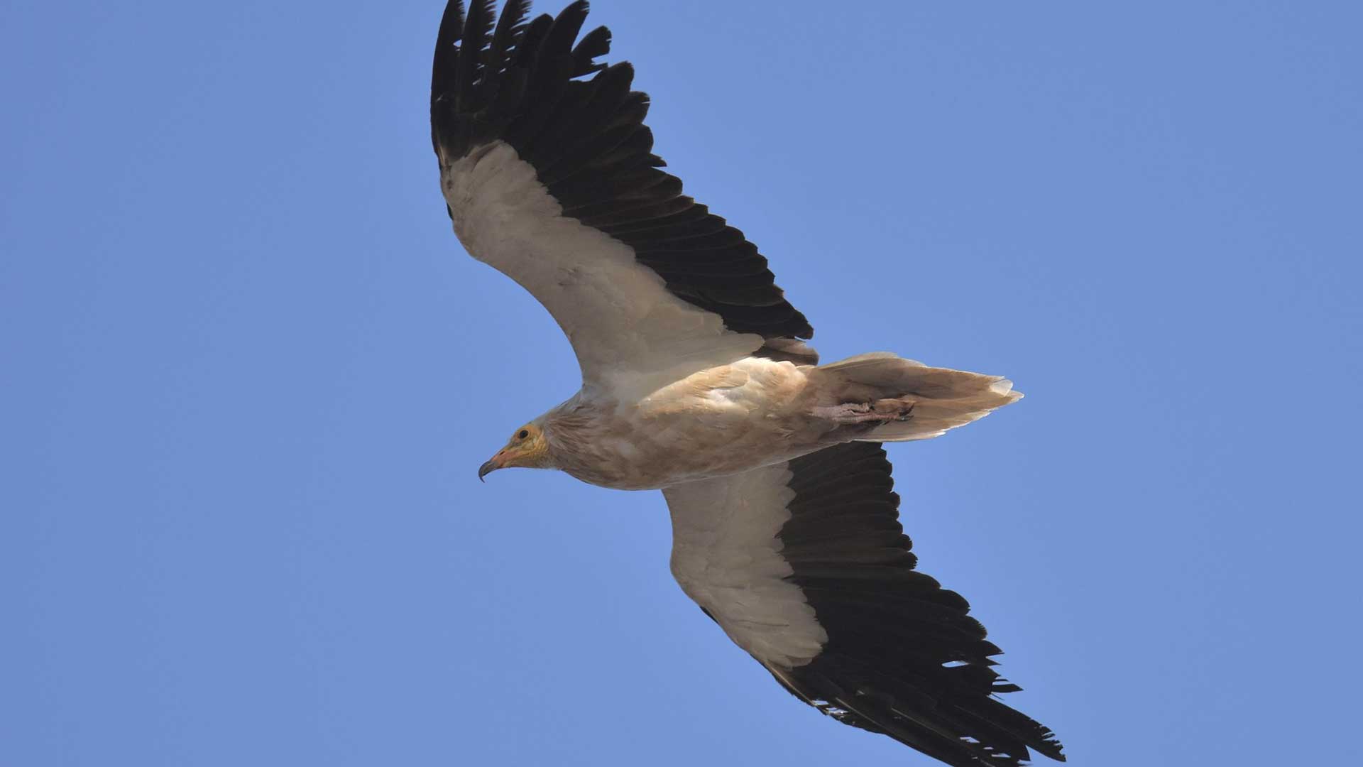 Σφηκιάρηδες και Τσίφτηδες έκαναν «πάρτι» στα Αντικύθηρα-2