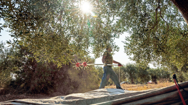 ελαιόλαδο-στο-μισό-η-χονδρική-αμετάβλ-562697815