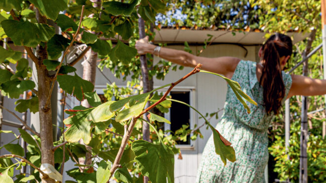 γκίνγκο-ενα-φυτό-που-κάνει-θαύματα-για-562656982