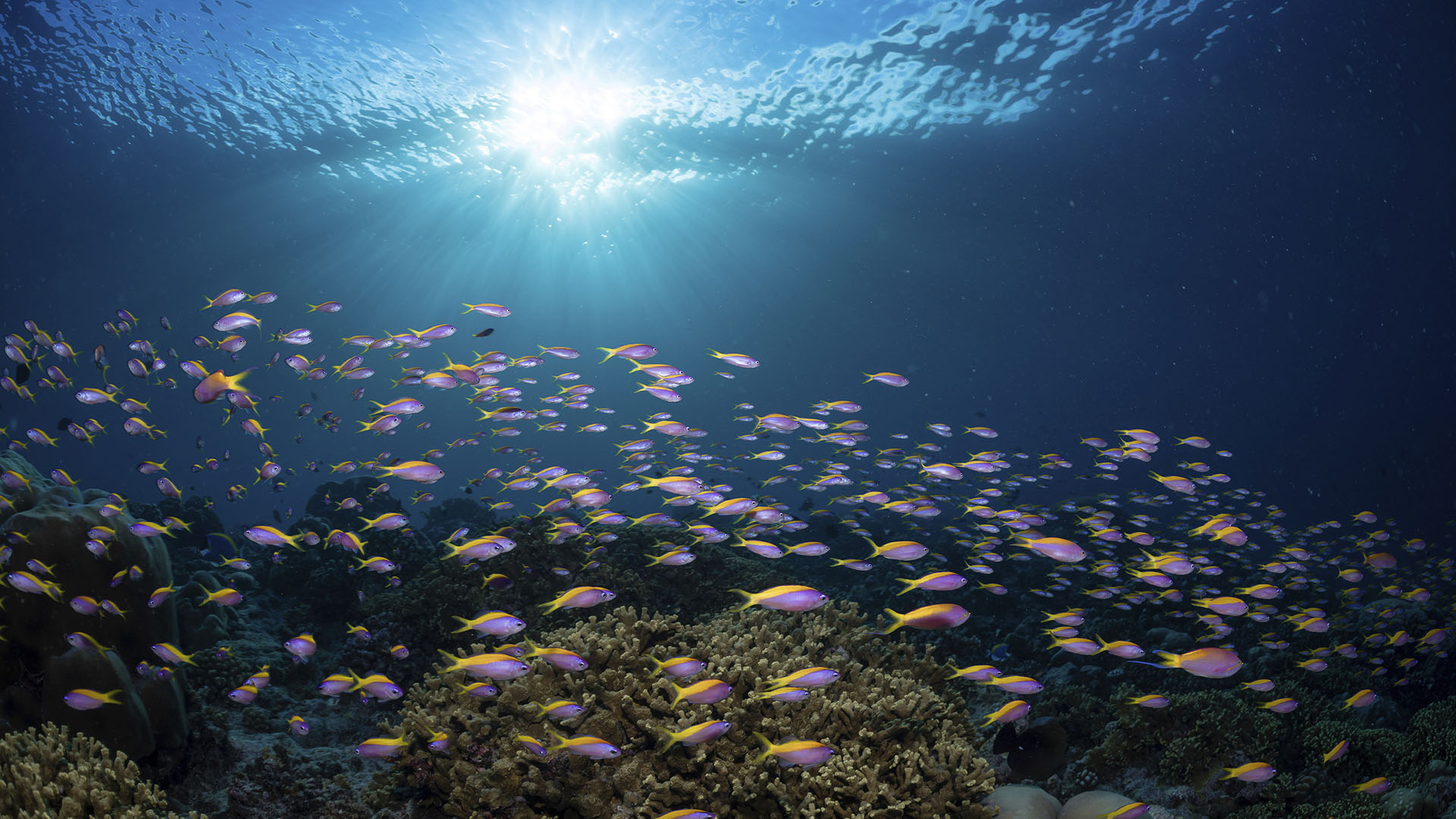 «Βάφτιζαν» το τσουνάμι με άλλες λέξεις – Το τραύμα μιας φυσικής καταστροφής-5