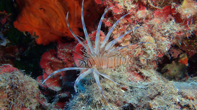 ο-λούρης-η-ρίβα-και-το-λεοντόψαρο-τα-ψά-562687942