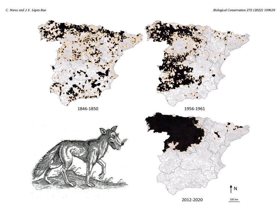 Ο κυνηγημένος λύκος και οι ευρωεκλογές-1