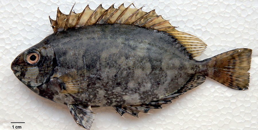 Ο λούρης, η ρίβα και το λεοντόψαρο: Τα ψάρια που (λανθασμένα) φοβόμαστε μπαίνουν στο πιάτο μας-3