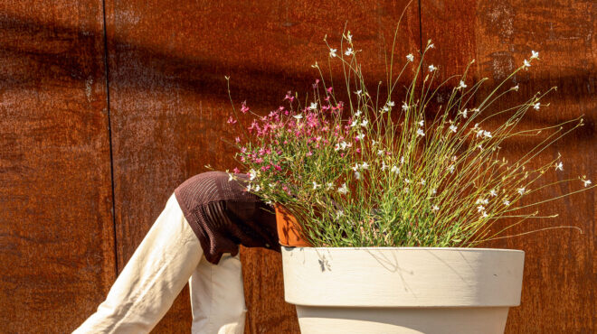 γκάουρα-το-όμορφο-αγριολούλουδο-που-η-562669771