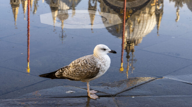βενετία-εκλεισε-το-αεροδρόμιο-λόγω-562673050