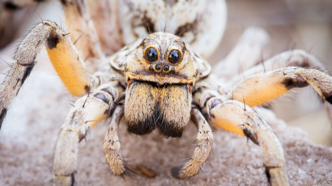 ηπα-ταραντούλα-που-περνούσε-δρόμο-προ-562701292