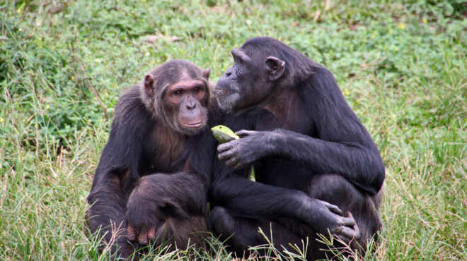 πάνω-από-1-500-είδη-ζώων-έχουν-ομοφυλοφιλι-562651138