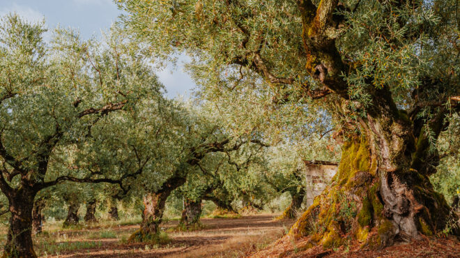 εφιαλτικά-σενάρια-για-τους-ελαιώνες-σ-562681858