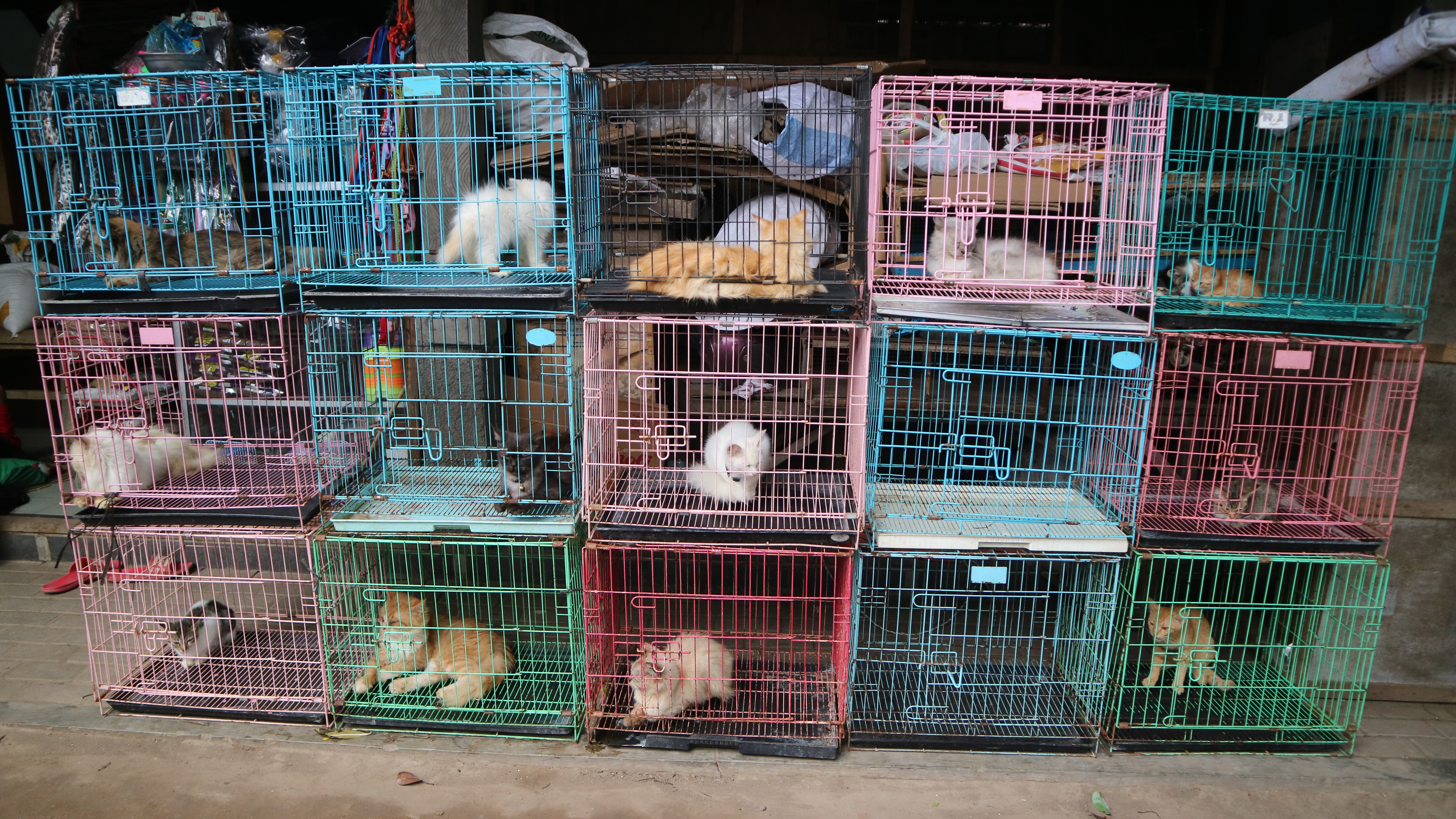 Κίνα: Πουλούσαν κρέας γάτας για χοιρινό – Οι αρχές διέσωσαν 1.000 γάτες-1