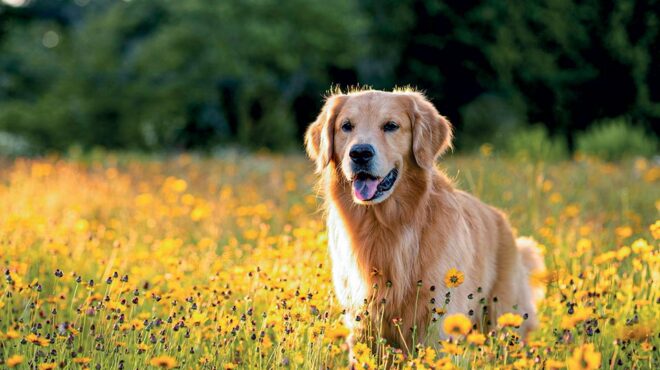 πώς-δεν-έκοψα-το-κρέας-όταν-πήρα-σκύλο-562693945
