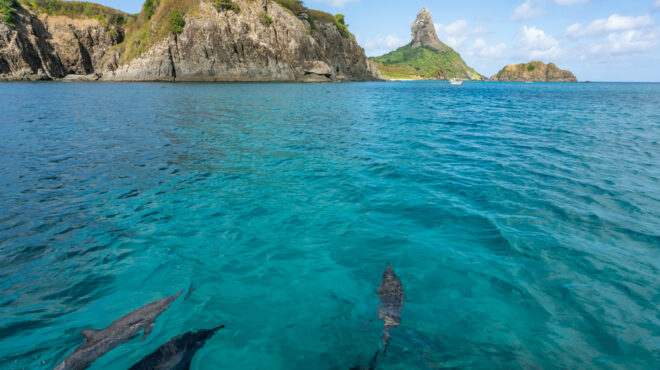 βραζιλία-πάνω-από-100-δελφίνια-νεκρά-εξα-562647517
