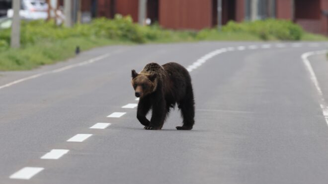 ιαπωνία-θανατώθηκαν-τρεις-αρκούδε-562657219
