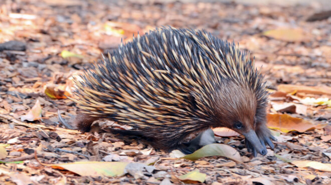 σώμα-σκατζόχοιρου-ρύγχος-μυρμηγκοφά-562720906