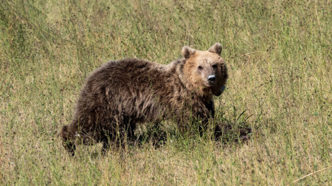 ηπειρος-νεκρές-αρκούδες-στην-εθνική-ο-562708201