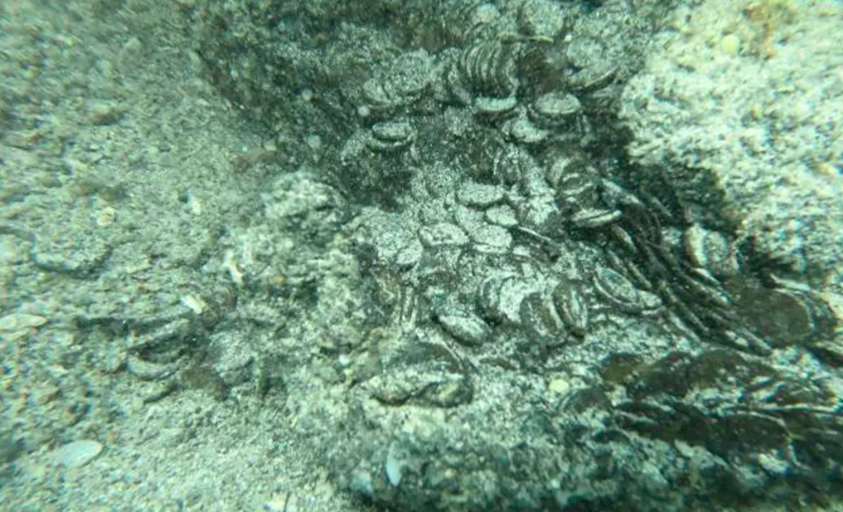 50.000 ρωμαϊκά νομίσματα «περίμεναν» αιώνες στις ακτές της Σαρδηνίας-1