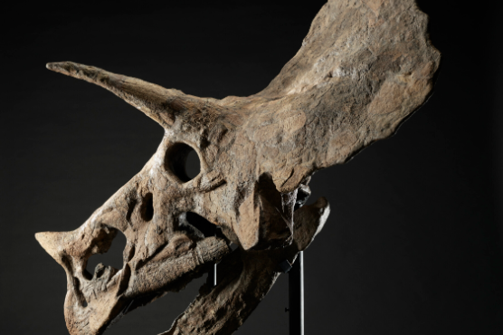 στο-σφυρί-κρανίο-τρικεράτωπα-ηλικί-562728910