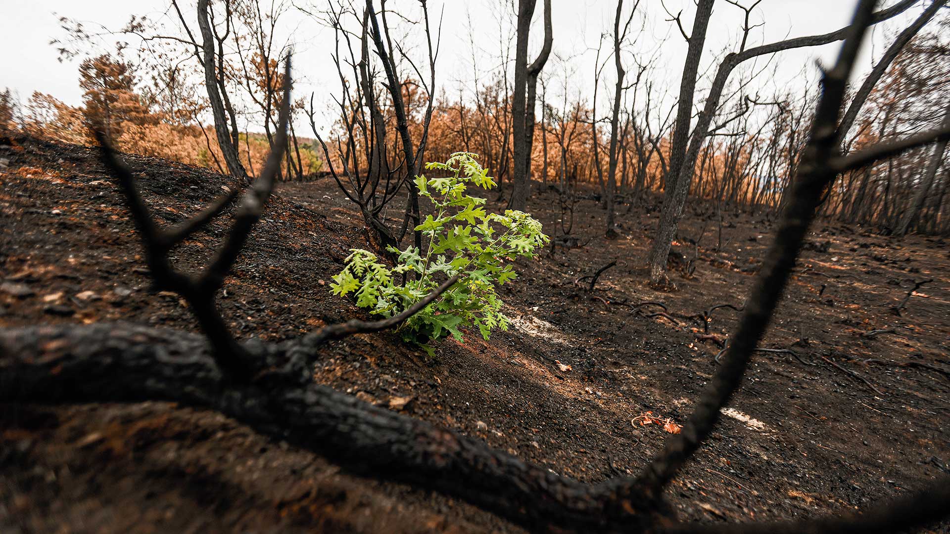 Η επόμενη μέρα της Δαδιάς, μετά την καταστροφή-1