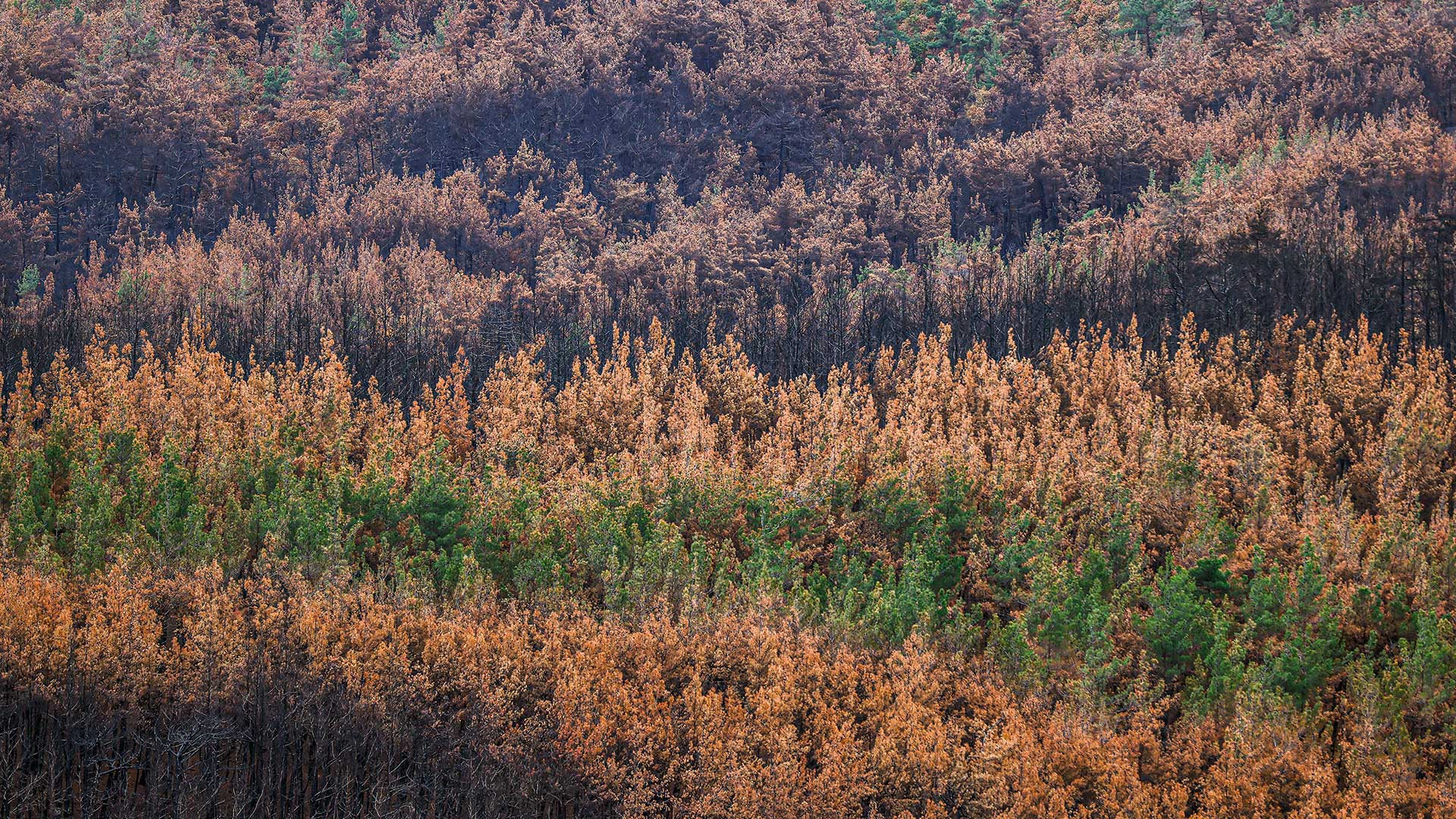 Η επόμενη μέρα της Δαδιάς, μετά την καταστροφή-8